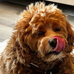 Meet your Posher, Posh